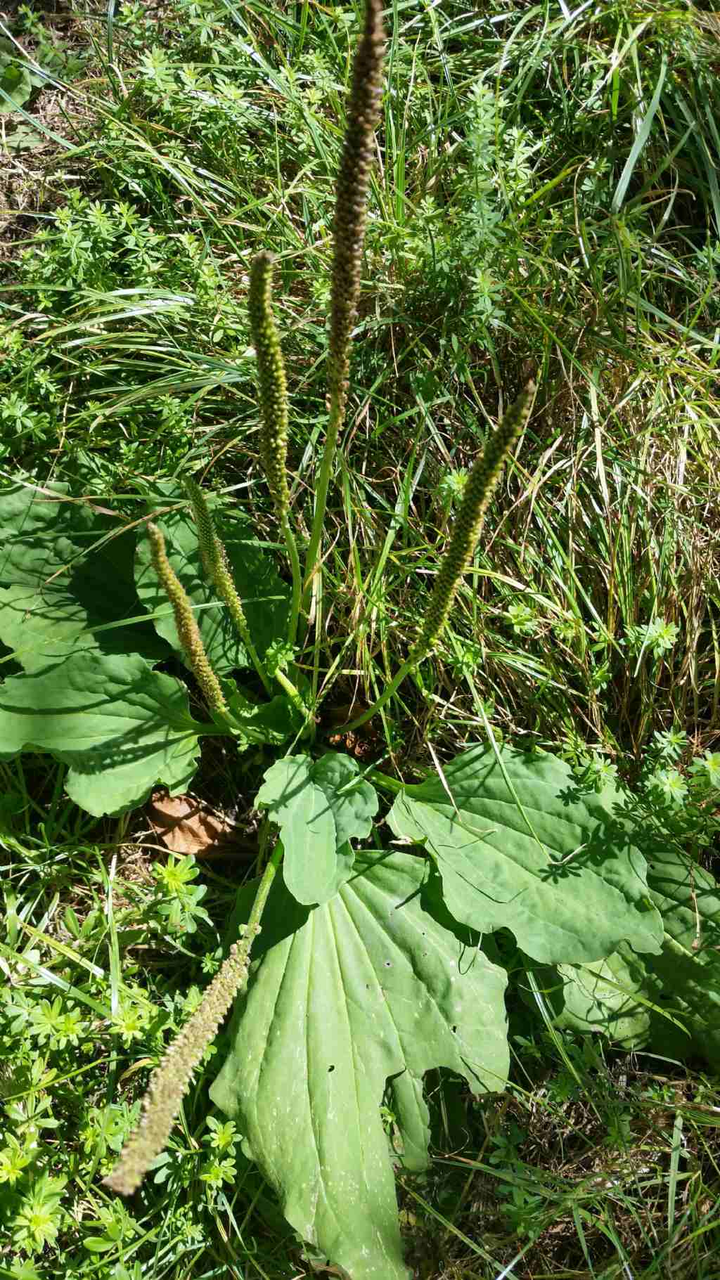 Plantago major